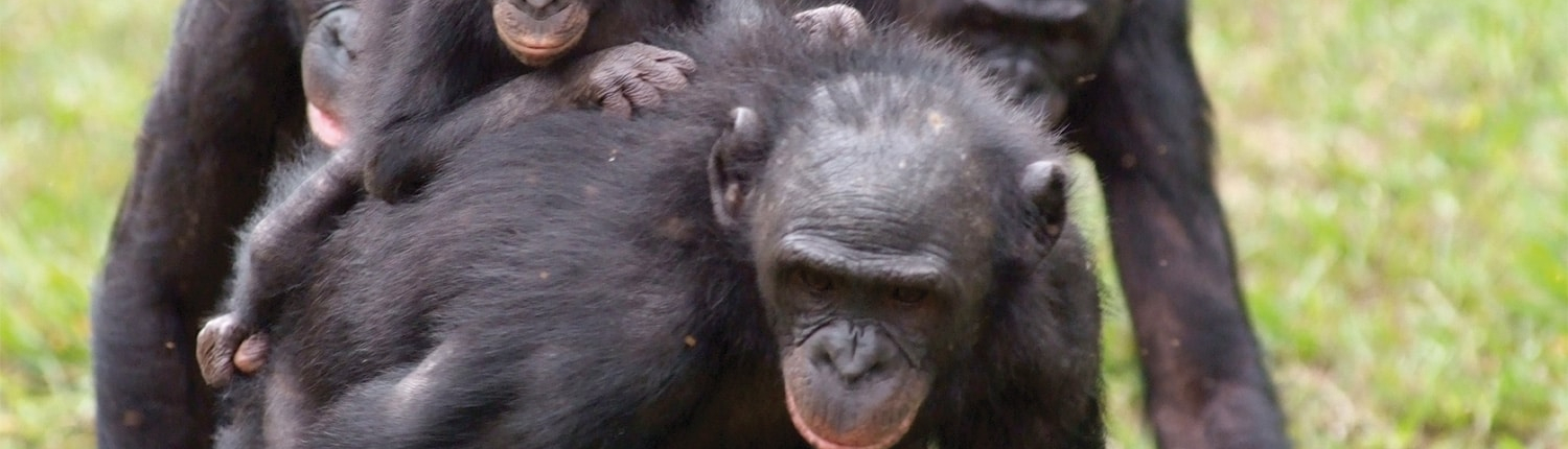 bonobos