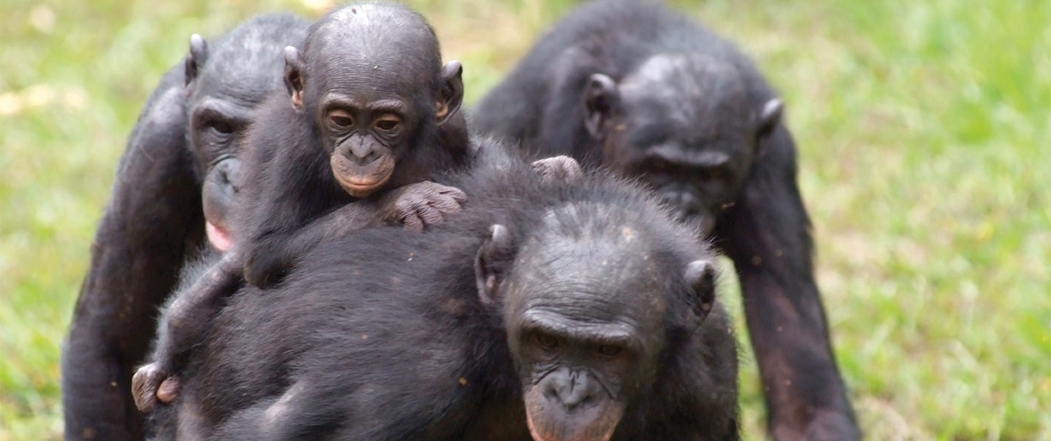 bonobos-famille